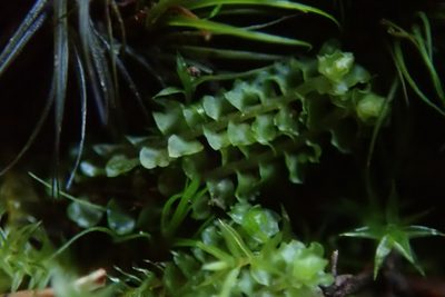 Neoorthocaulis floerkei, photographed by Randal