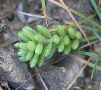 Portulaca psammotropha, photographed by agujaceratops