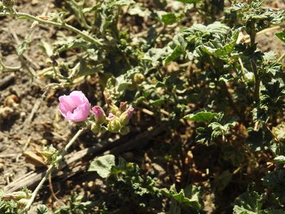 Sphaeralcea mendocina, photographed by Guillermo Debandi