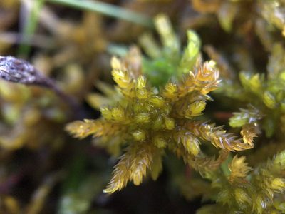 Sphagnum subsecundum, photographed by Andrew Melton