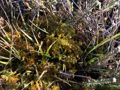 Sphagnum subsecundum, photographed by Andrew Melton