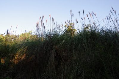 Andropogon bicornis