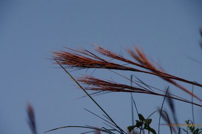 Andropogon bicornis, photographed by Eric Knight