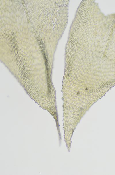 Heterocladiella procurrens, photographed by Randal