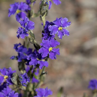 Dampiera dysantha, photographed by Kym Nicolson