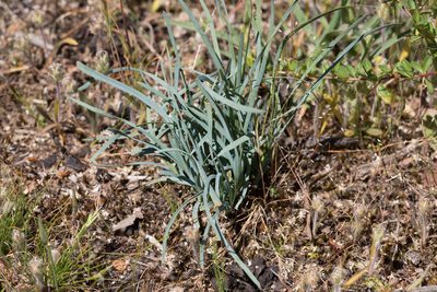 Lomandra nana, photographed by Kym Nicolson