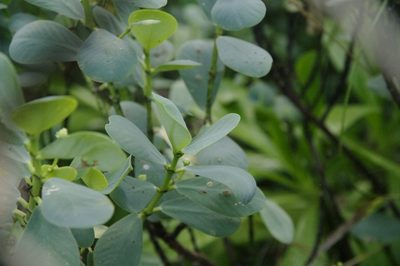 Euphorbia celastroides, photographed by Eric Knight