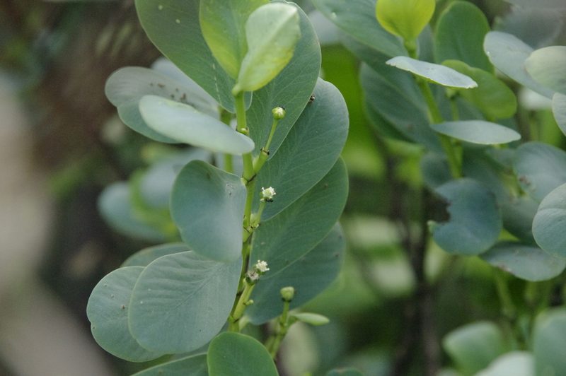 Euphorbia celastroides, photographed by Eric Knight