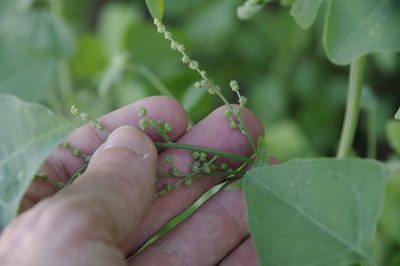 Chenopodium oahuense, photographed by Eric Knight