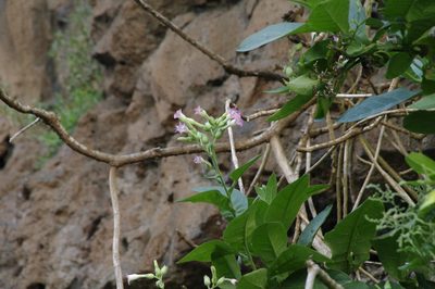 Nicotiana tabacum, photographed by Eric Knight