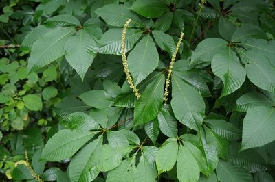 Aesculus parviflora, photographed by Henggang Cui
