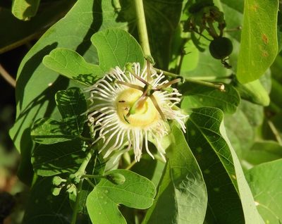 Passiflora mexicana, photographed by Francisco Farriols Sarabia