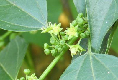 Colubrina triflora, photographed by Francisco Farriols Sarabia