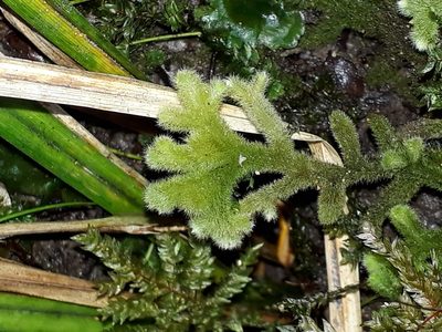 Leiomitra lanata, photographed by Leon Perrie