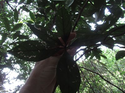 Bachmannia woodii, photographed by Chris Vynbos