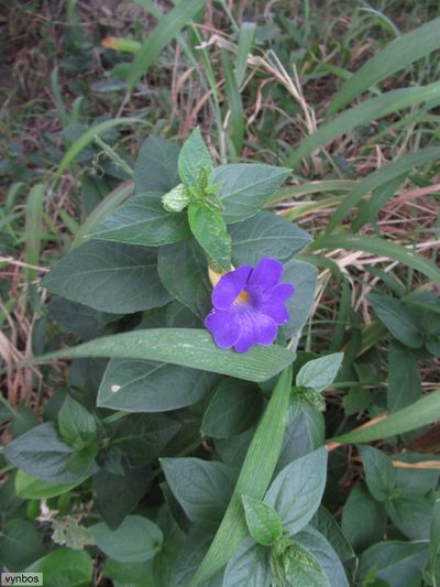 Thunbergia natalensis, photographed by Chris Vynbos