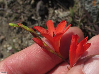 Tritonia disticha, photographed by Chris Vynbos