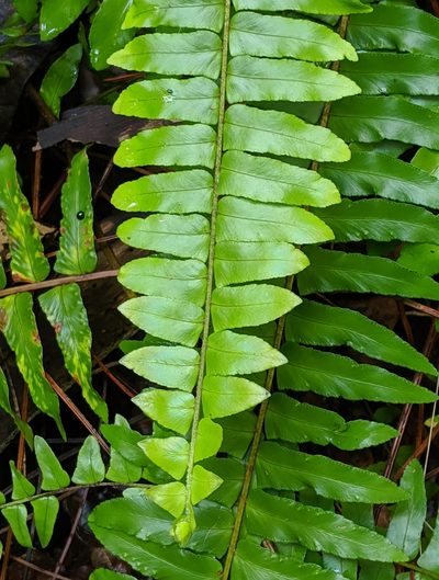Nephrolepis exaltata, photographed by Ben Keen