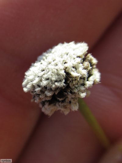 Eriocaulon dregei, photographed by Chris Vynbos