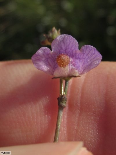 Genlisea hispidula, photographed by Chris Vynbos