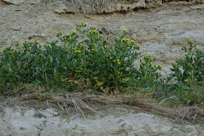 Senecio carnosulus, photographed by John Barkla