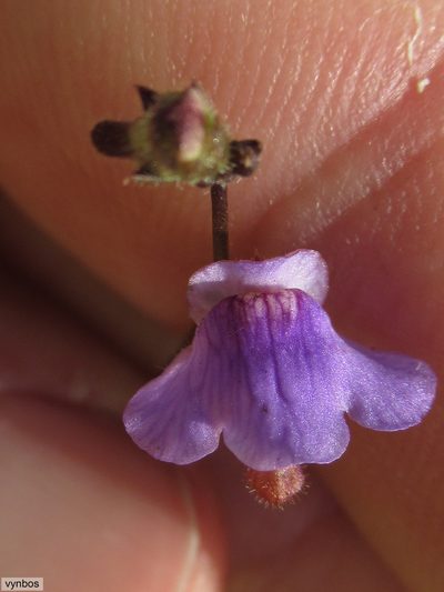 Genlisea hispidula, photographed by Chris Vynbos