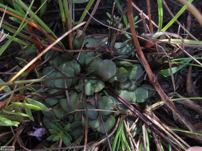 Genlisea hispidula, photographed by Chris Vynbos