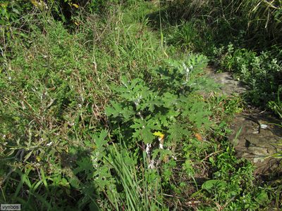 Berkheya bipinnatifida, photographed by Chris Vynbos