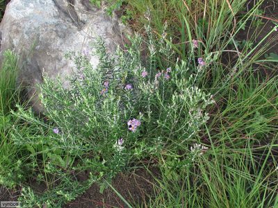 Athrixia phylicoides, photographed by Chris Vynbos