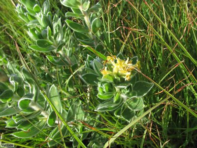 Lasiosiphon anthylloides, photographed by Chris Vynbos