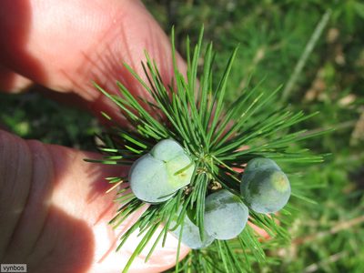Asparagus macowanii, photographed by Chris Vynbos