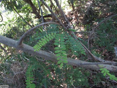 Dalbergia multijuga, photographed by Chris Vynbos