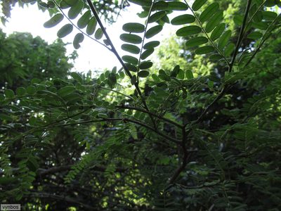 Dalbergia multijuga, photographed by Chris Vynbos