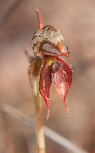 Pterostylis lingua, photographed by Rolf Lawrenz