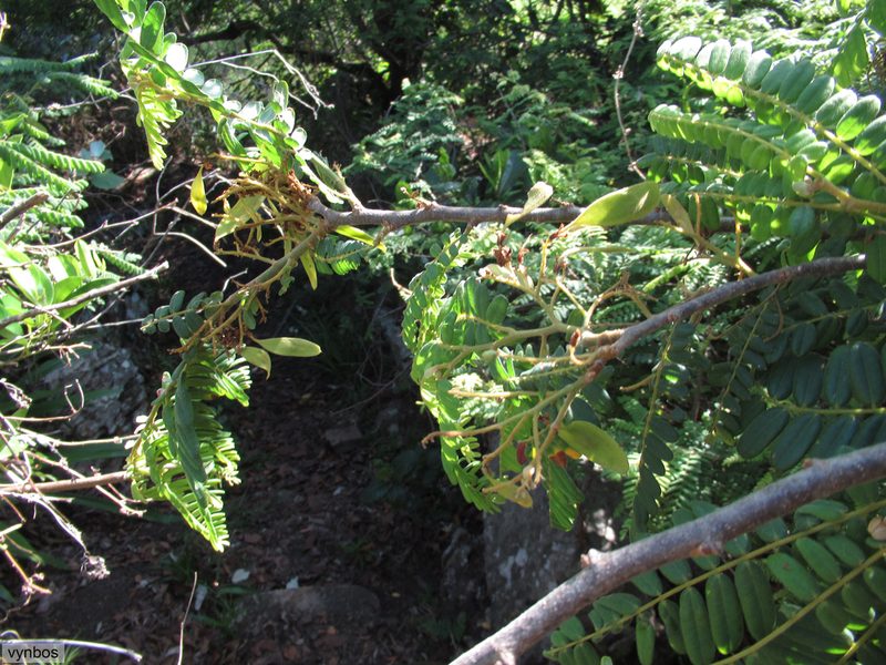 Dalbergia multijuga, photographed by Chris Vynbos