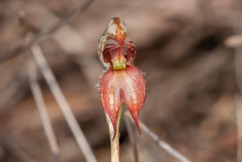 Pterostylis lingua, photographed by Rolf Lawrenz