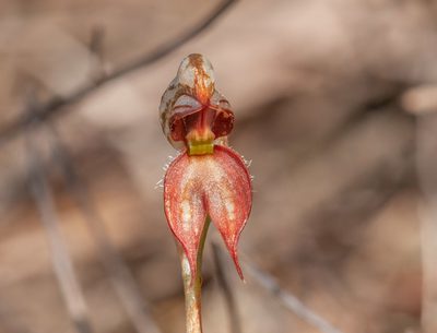 Pterostylis lingua, photographed by Rolf Lawrenz