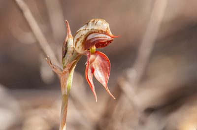 Pterostylis lingua, photographed by Rolf Lawrenz