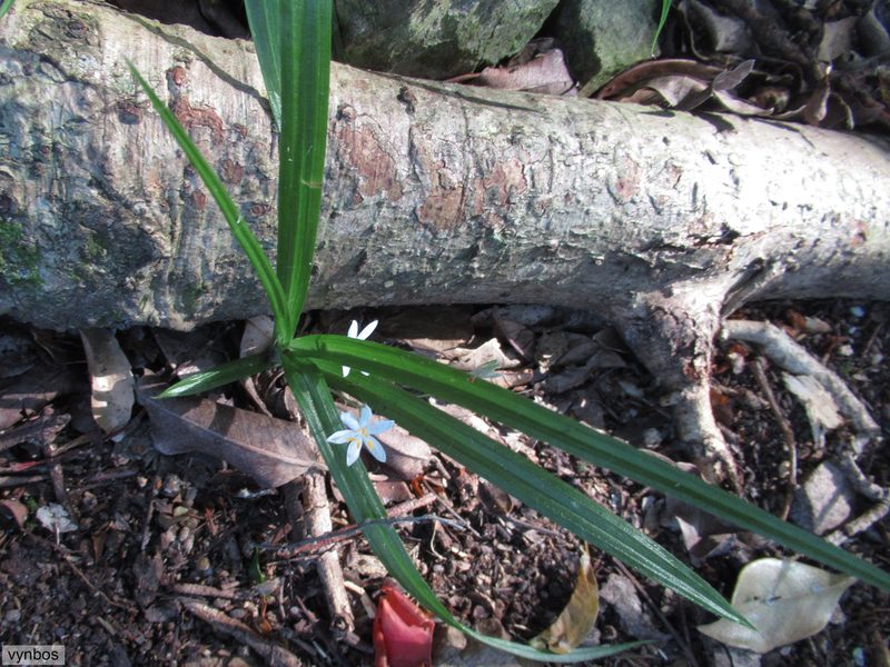 Hypoxis nivea, photographed by Chris Vynbos