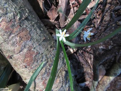 Hypoxis nivea, photographed by Chris Vynbos