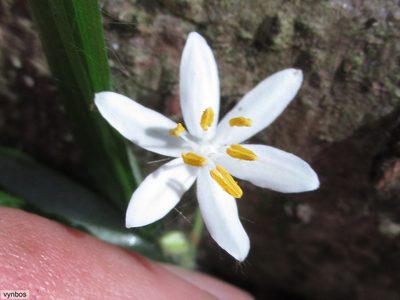 Hypoxis nivea, photographed by Chris Vynbos