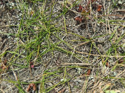 Zoysia minima, photographed by Alice Shanks