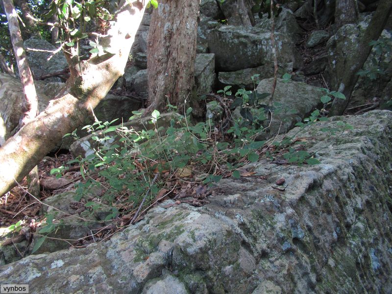 Dicliptera heterostegia, photographed by Chris Vynbos