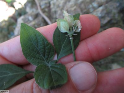 Dicliptera heterostegia, photographed by Chris Vynbos