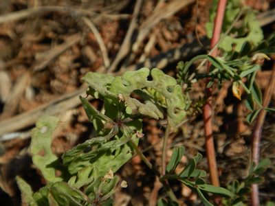 Hippocrepis multisiliquosa, photographed by Duarte Frade