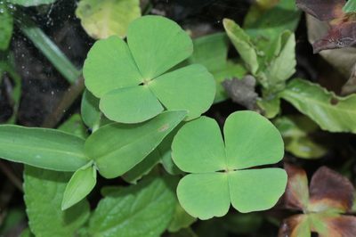Marsilea crenata, photographed by Franz Anthony