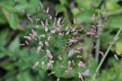 Eragrostis unioloides, photographed by Franz Anthony