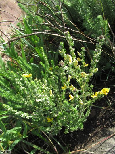 Aspalathus chortophila, photographed by Chris Vynbos