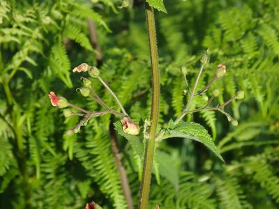 Scrophularia scorodonia, photographed by Duarte Frade