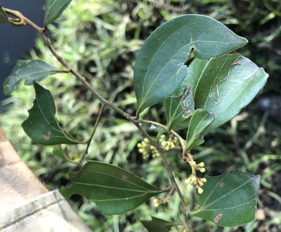 Cryptocarya triplinervis, photographed by Greg Tasney